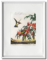 Walton Ford. Pancha Tantra, Art Edition (Collector's Edition)