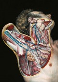 Mapping the human body Mapping the human body