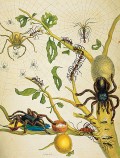 Albertus Seba's collection of natural specimens and its pictorial inventory Albertus Seba's collection of natural specimens and its pictorial inventory