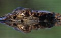 Frans Lanting - Eye to Eye 1