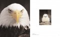 Frans Lanting - Eye to Eye 5