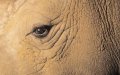 Frans Lanting - Eye to Eye 6