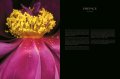 Edvard Koinberg: Herbarium Amoris. Floral Romance 2 Edvard Koinberg: Herbarium Amoris. Floral Romance 2