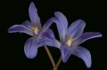 Edvard Koinberg: Herbarium Amoris. Floral Romance 3 Edvard Koinberg: Herbarium Amoris. Floral Romance 3