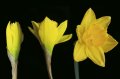 Edvard Koinberg: Herbarium Amoris. Floral Romance 5 Edvard Koinberg: Herbarium Amoris. Floral Romance 5