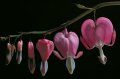 Edvard Koinberg: Herbarium Amoris. Floral Romance 6 Edvard Koinberg: Herbarium Amoris. Floral Romance 6