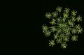 Edvard Koinberg: Herbarium Amoris. Floral Romance 7 Edvard Koinberg: Herbarium Amoris. Floral Romance 7