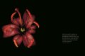 Edvard Koinberg: Herbarium Amoris. Floral Romance 9 Edvard Koinberg: Herbarium Amoris. Floral Romance 9