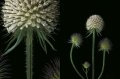 Edvard Koinberg: Herbarium Amoris. Floral Romance 11 Edvard Koinberg: Herbarium Amoris. Floral Romance 11