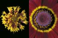Edvard Koinberg: Herbarium Amoris. Floral Romance 12 Edvard Koinberg: Herbarium Amoris. Floral Romance 12