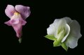 Edvard Koinberg: Herbarium Amoris. Floral Romance 13 Edvard Koinberg: Herbarium Amoris. Floral Romance 13