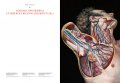 Atlas of Anatomy 7 Atlas of Anatomy 7
