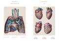 Atlas of Anatomy 8 Atlas of Anatomy 8