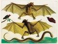 Albertus Seba. Cabinet of Natural Curiosities 1