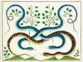 Albertus Seba. Cabinet of Natural Curiosities 2