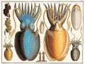 Albertus Seba. Cabinet of Natural Curiosities 3