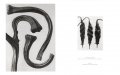 Karl Blossfeldt. The Complete Published Work. 4