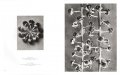 Karl Blossfeldt. The Complete Published Work. 6