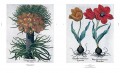 The Book of Plants - The Complete Plates 1