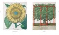 The Book of Plants - The Complete Plates 2
