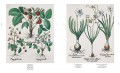 The Book of Plants - The Complete Plates 3