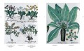 The Book of Plants - The Complete Plates 4