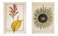 Garden of Eden. 100 Masterpieces of Botanical Illustration 1