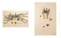 Garden of Eden. 100 Masterpieces of Botanical Illustration 2