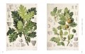 Garden of Eden. 100 Masterpieces of Botanical Illustration 6
