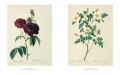 Roses 3 Roses 3