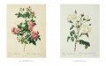 Roses 4 Roses 4
