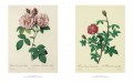 Roses 5 Roses 5