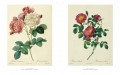 Roses 6 Roses 6