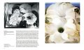 O'Keeffe 5