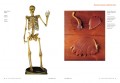 Encyclopaedia Anatomica 3 Encyclopaedia Anatomica 3