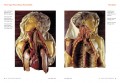 Encyclopaedia Anatomica 4 Encyclopaedia Anatomica 4