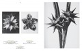 Karl Blossfeldt 1 Karl Blossfeldt 1