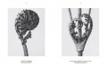 Karl Blossfeldt 2 Karl Blossfeldt 2