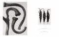 Karl Blossfeldt 4 Karl Blossfeldt 4