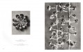 Karl Blossfeldt 6 Karl Blossfeldt 6