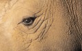 Frans Lanting - Eye to Eye 8