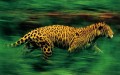 Frans Lanting - Jungles 3