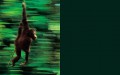 Frans Lanting - Jungles 4