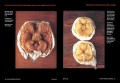 Encyclopaedia Anatomica 4