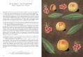 The Book of Fruits 4