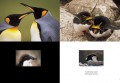 Frans Lanting, Penguin 3 Frans Lanting, Penguin 3