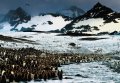 Penguin 1 Penguin 1