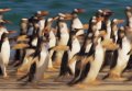 Penguin 2 Penguin 2