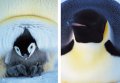 Penguin 4 Penguin 4
