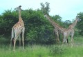 Safari Style 2